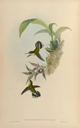 Phlogophilus hemileucurus on Paphinia cristata (orchid)